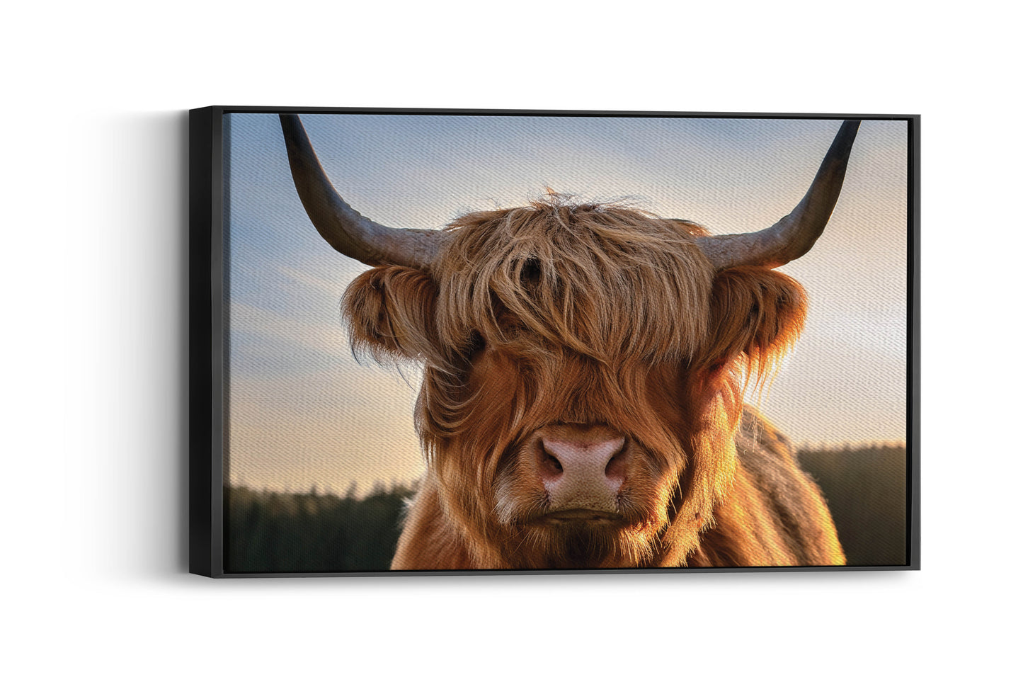 Wool & Wild – Cow of the Highlands: Hairy Cow Print - Rustic Farmhouse Decor