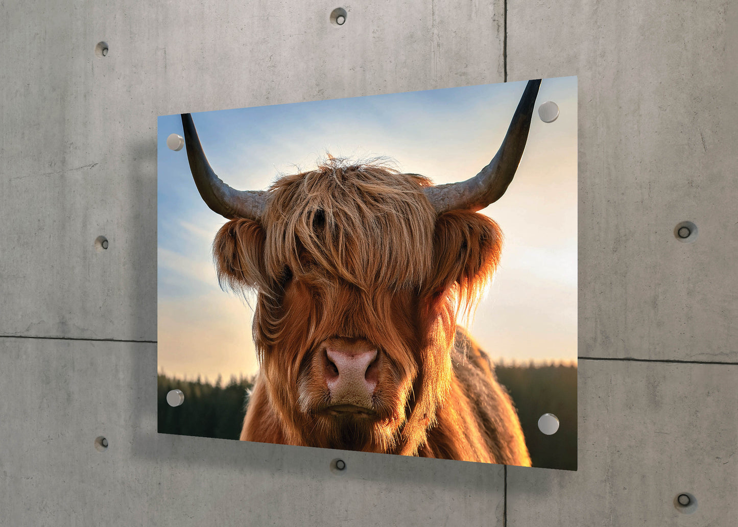 Wool & Wild – Cow of the Highlands: Hairy Cow Print - Rustic Farmhouse Decor