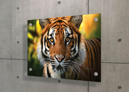 Stare of the Wild – Tiger Majesty: Striped Tiger Decor - Exotic Animal Wall Art