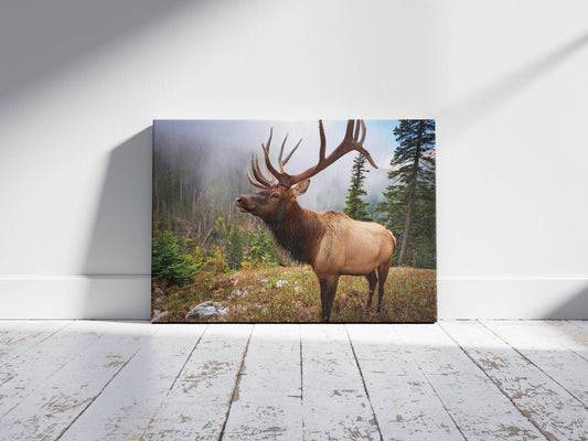 Forest Crown – Elk in the Cascade: Antler Elk Decor - Wildlife Wall Art