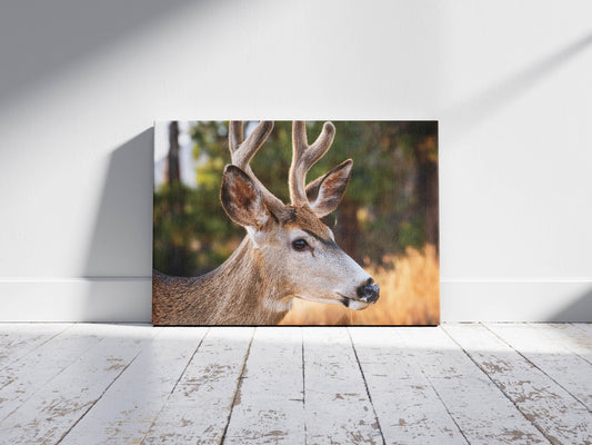 Grace in the Grove: Woodland Deer Art - Rustic Animal Wall Hanging