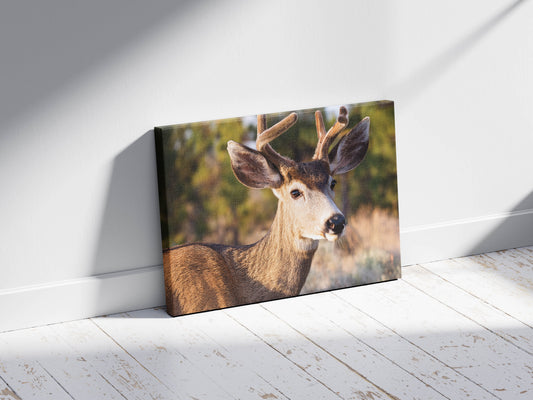 Peaceful Stag – Meadow Watcher: Mule Deer Art - Gentle Animal Portrait