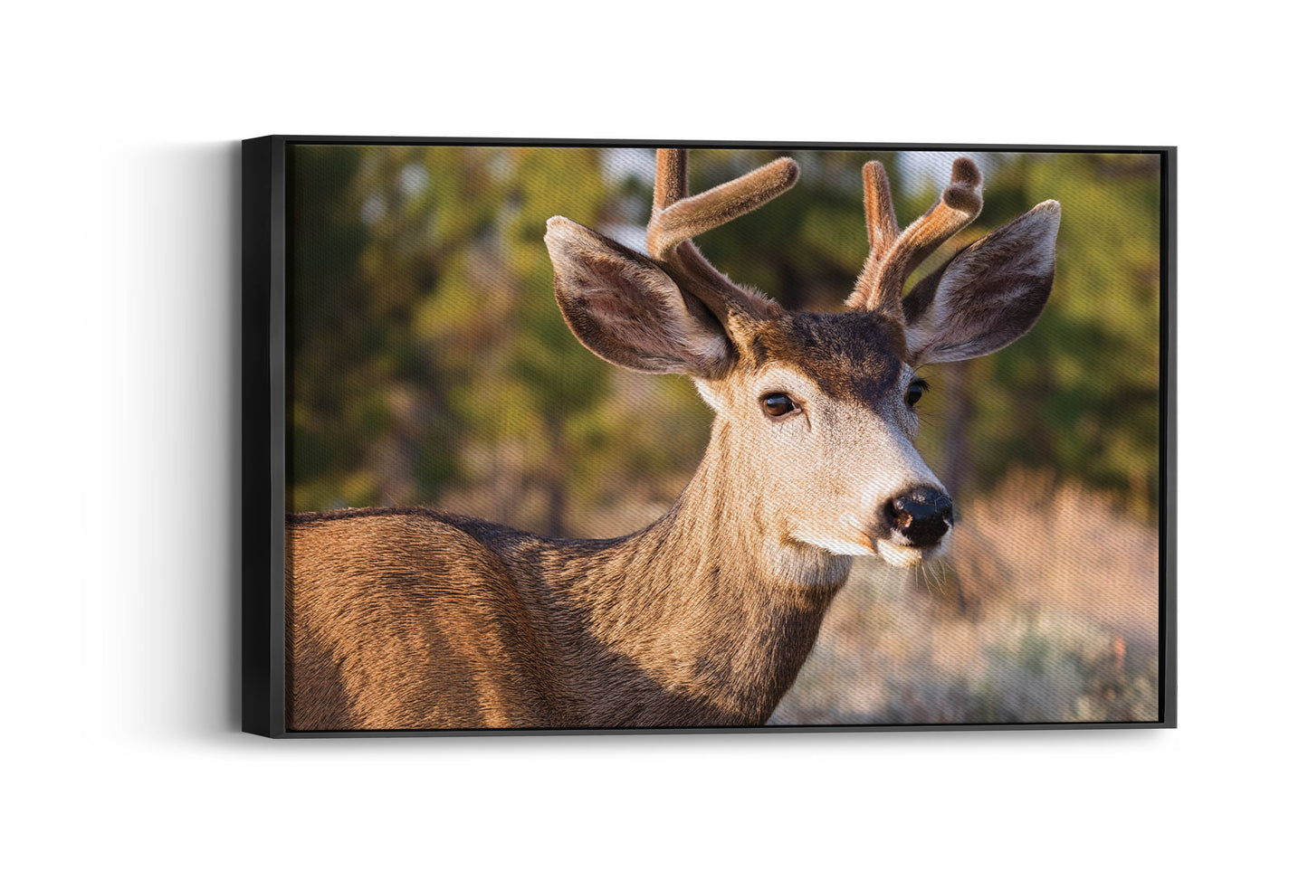 Peaceful Stag โ Meadow Watcher: Mule Deer Art - Gentle Animal Portrait