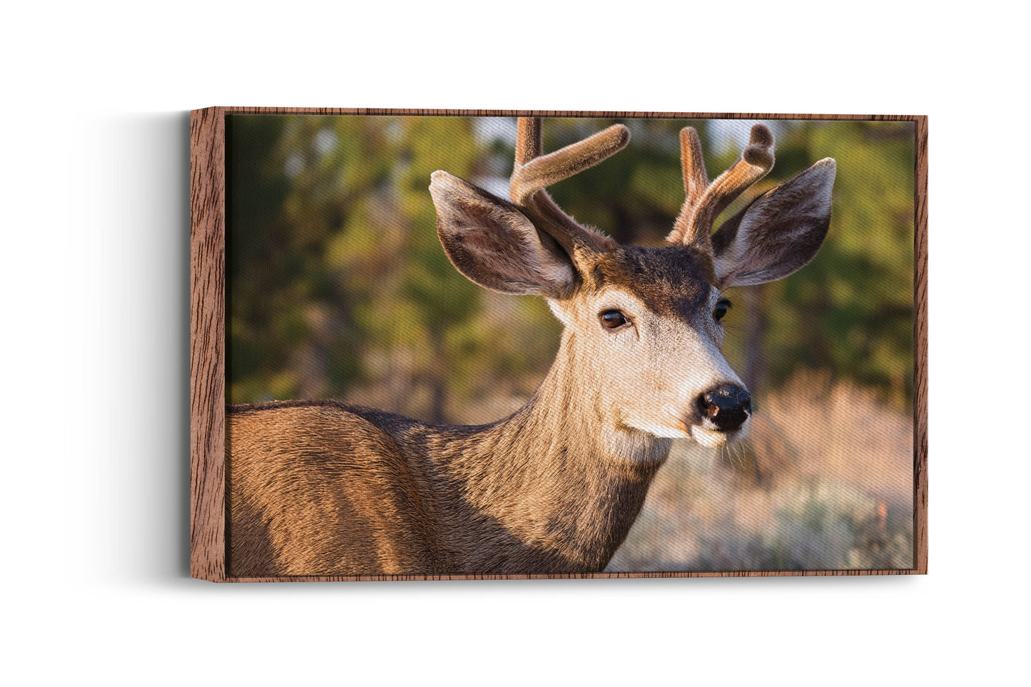 Peaceful Stag โ Meadow Watcher: Mule Deer Art - Gentle Animal Portrait