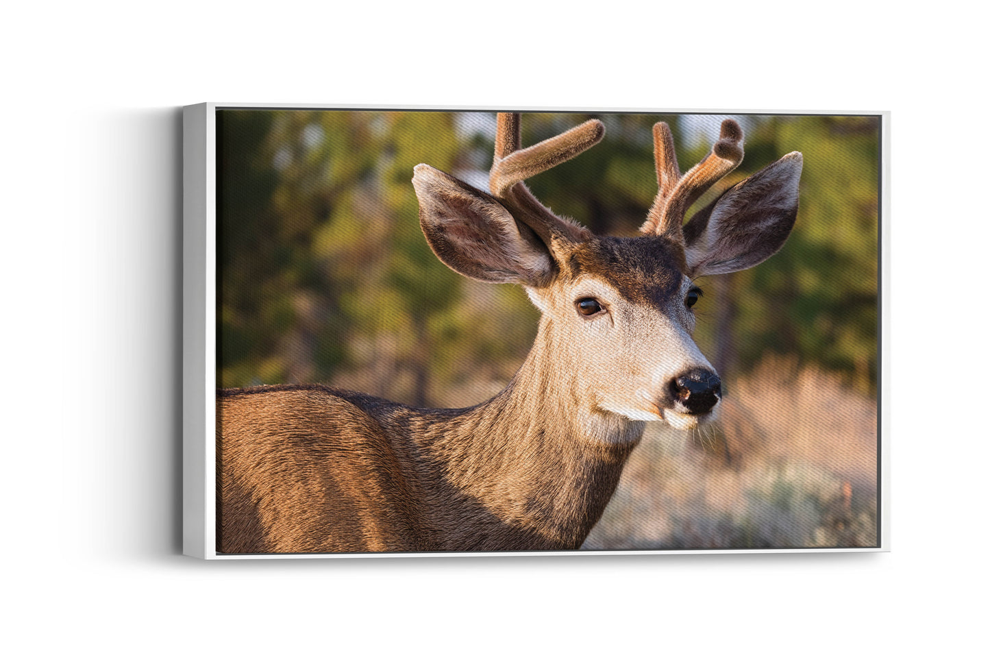 Peaceful Stag โ Meadow Watcher: Mule Deer Art - Gentle Animal Portrait