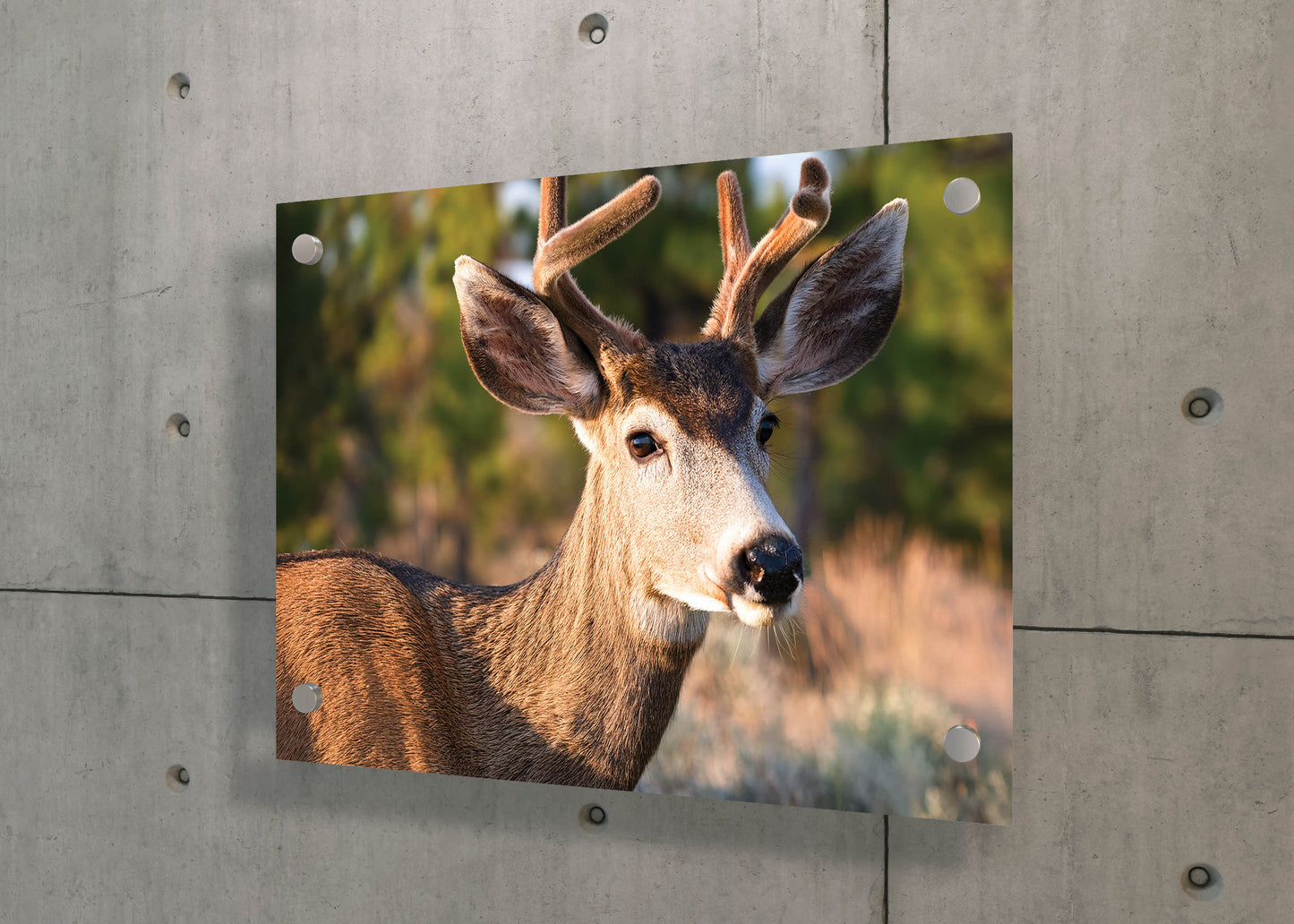 Peaceful Stag โ Meadow Watcher: Mule Deer Art - Gentle Animal Portrait