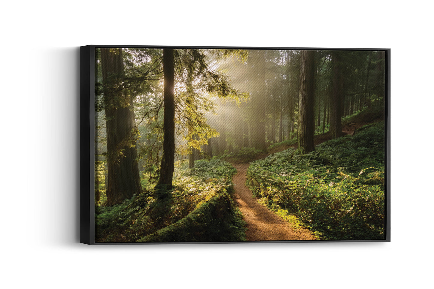 Golden Trail โ Serene Forest Print