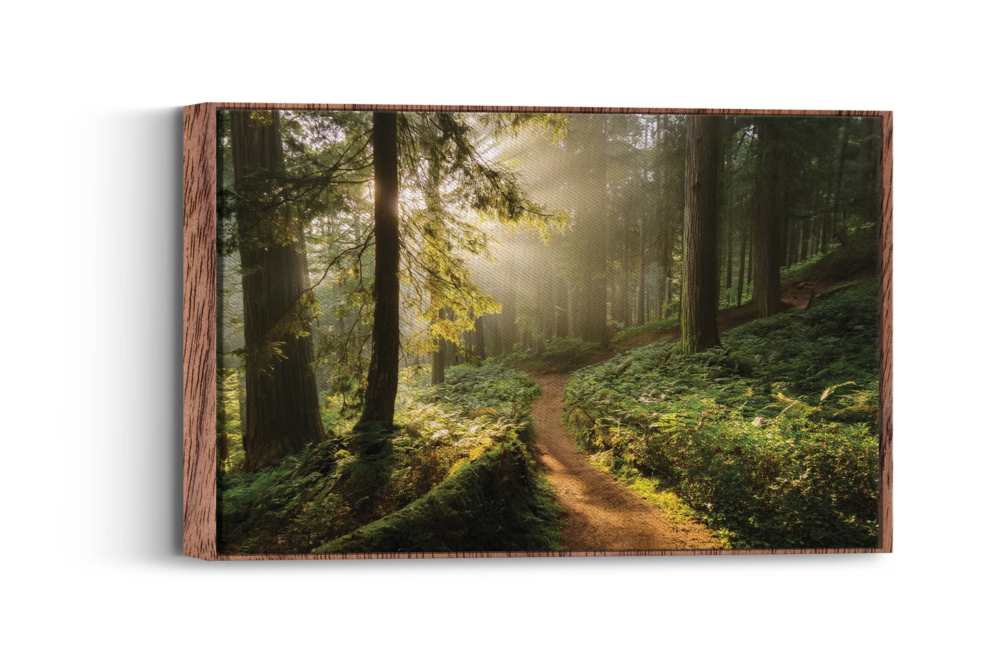 Golden Trail โ Serene Forest Print