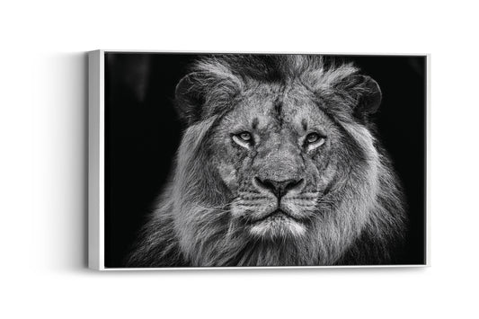 Majestic Mane Marvel – The King of the Wild in Stunning Detail