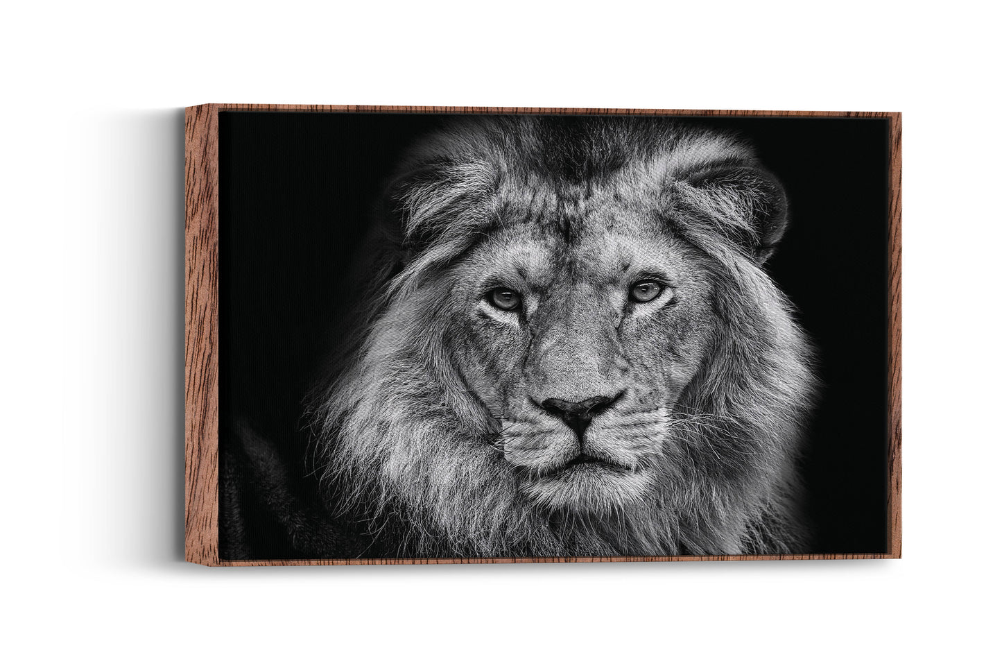 Majestic Lion King – Command Your Space with Power and Elegance