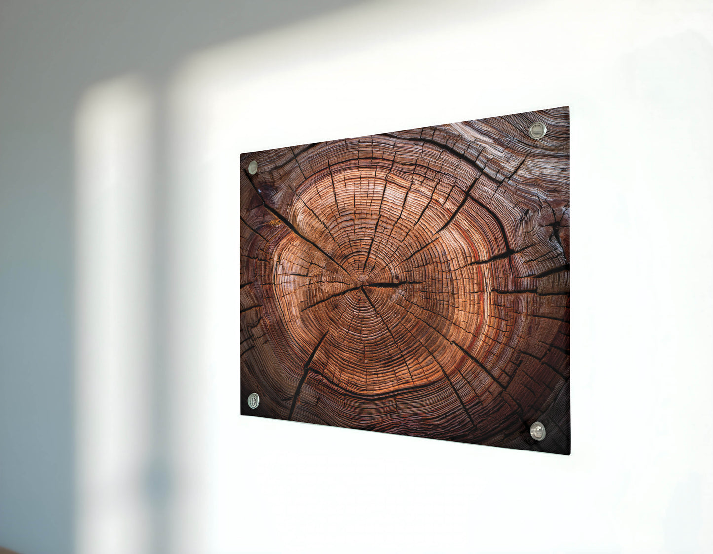 Timber Tales- Time Traveler's Tree