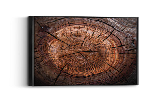 Timber Tales- Time Traveler's Tree