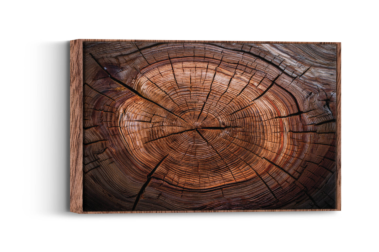 Timber Tales- Time Traveler's Tree