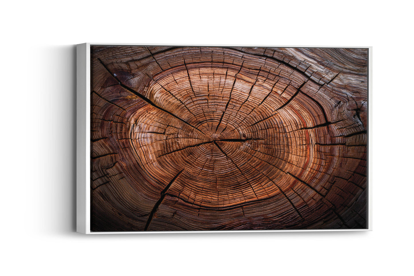 Timber Tales- Time Traveler's Tree