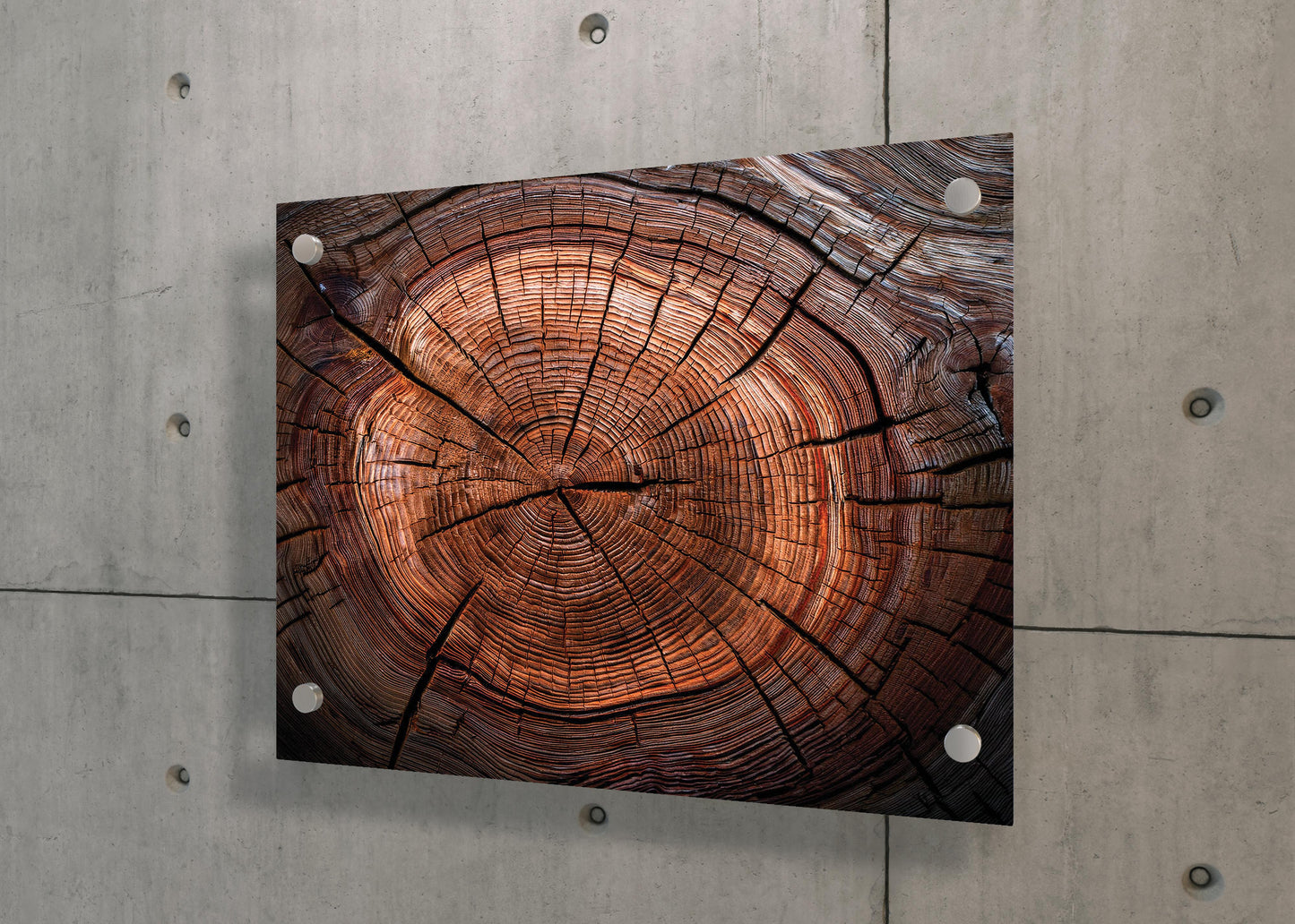 Timber Tales- Time Traveler's Tree