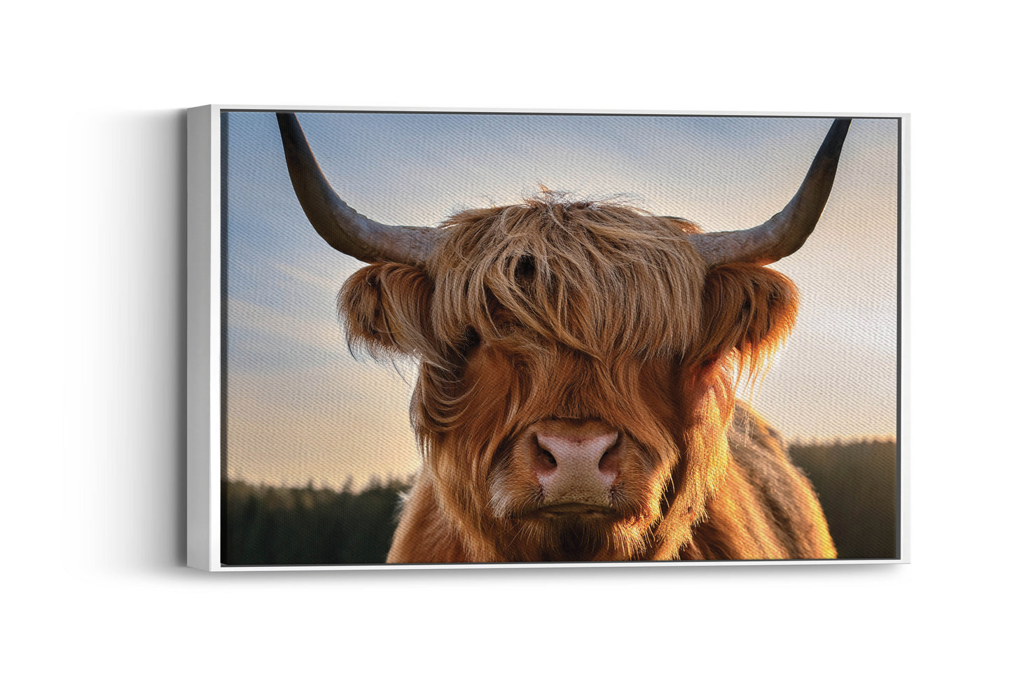 Wool & Wild – Cow of the Highlands: Hairy Cow Print - Rustic Farmhouse Decor