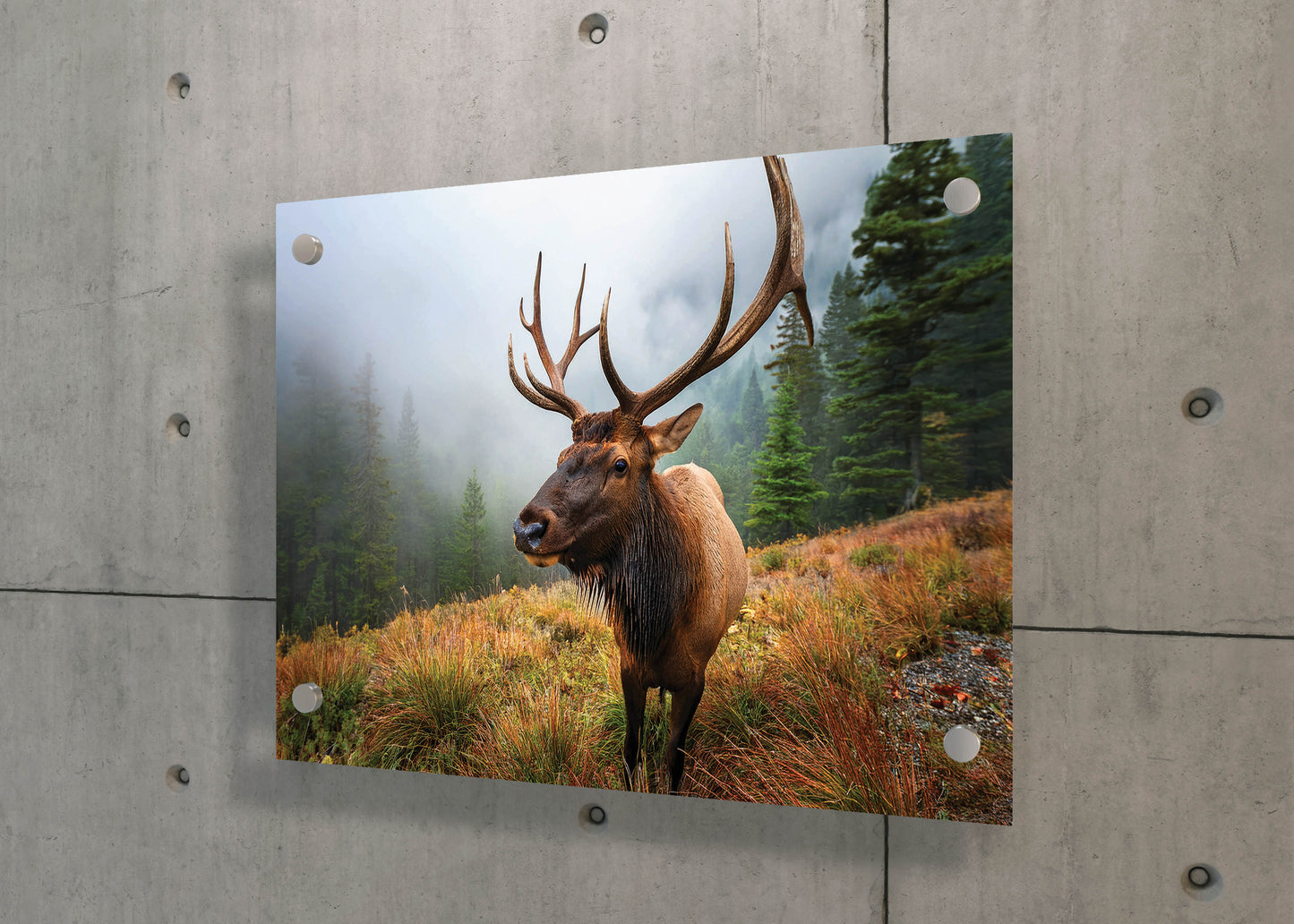 Antler Majesty – Misty Morning Elk: Cascade Elk Art - Mountain Animal Print