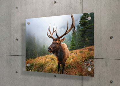 Antler Majesty – Misty Morning Elk: Cascade Elk Art - Mountain Animal Print
