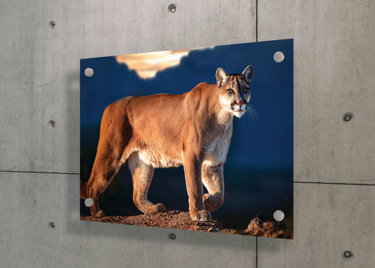 Wild Grace – Cougar in Motion: Cougar Decor - Wildlife Wall Art