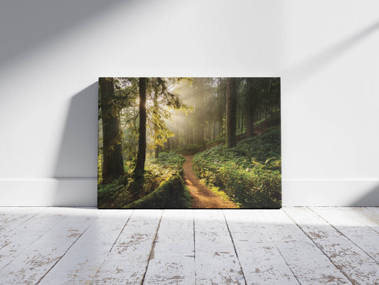 Golden Trail – Serene Forest Print