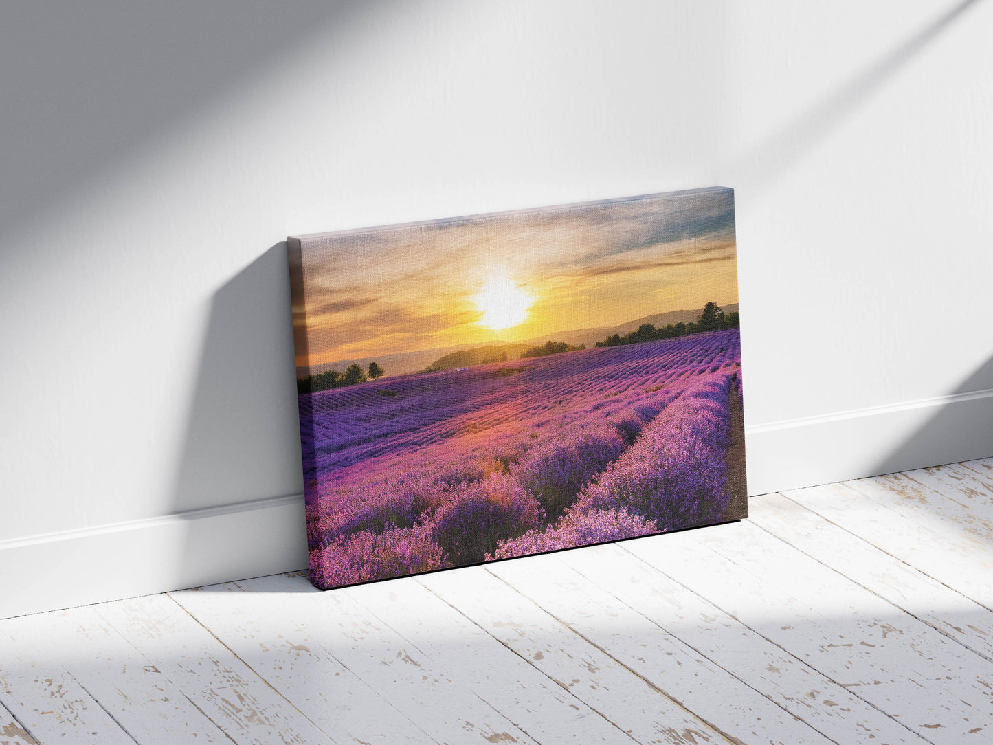 French Bloom – Purple Fields of Calm