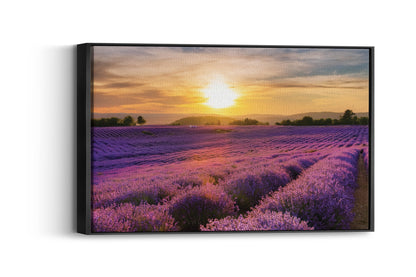 French Bloom – Purple Fields of Calm