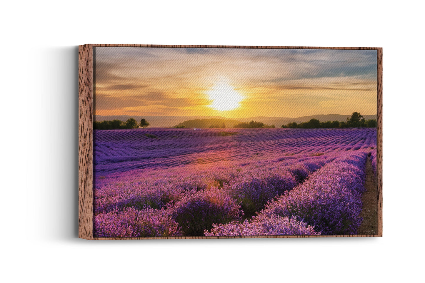 French Bloom – Purple Fields of Calm