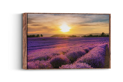 French Bloom – Purple Fields of Calm