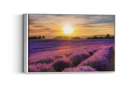 French Bloom – Purple Fields of Calm