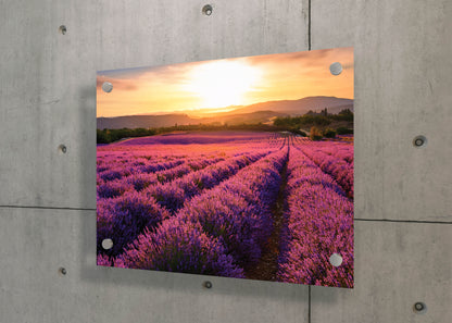 Scent of Summer – Lavender Landscape Print