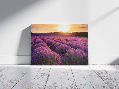 Lavender Dreams – Provence Field Wall Art