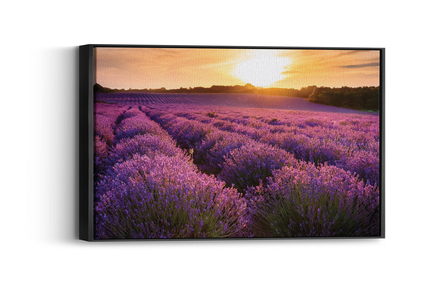 Lavender Dreams – Provence Field Wall Art