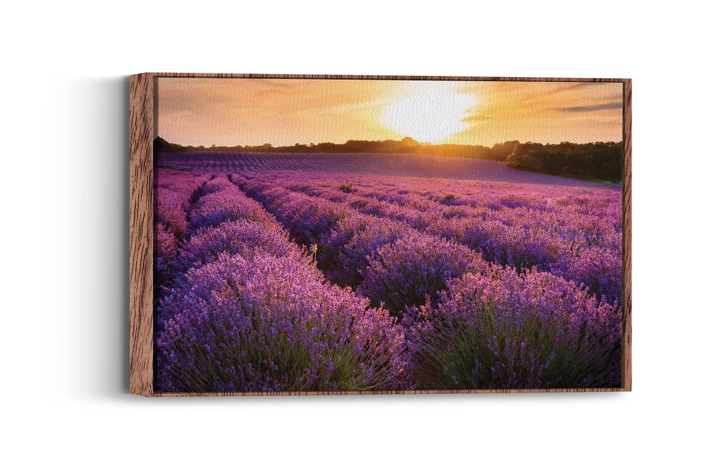 Lavender Dreams – Provence Field Wall Art