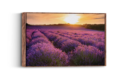 Lavender Dreams – Provence Field Wall Art