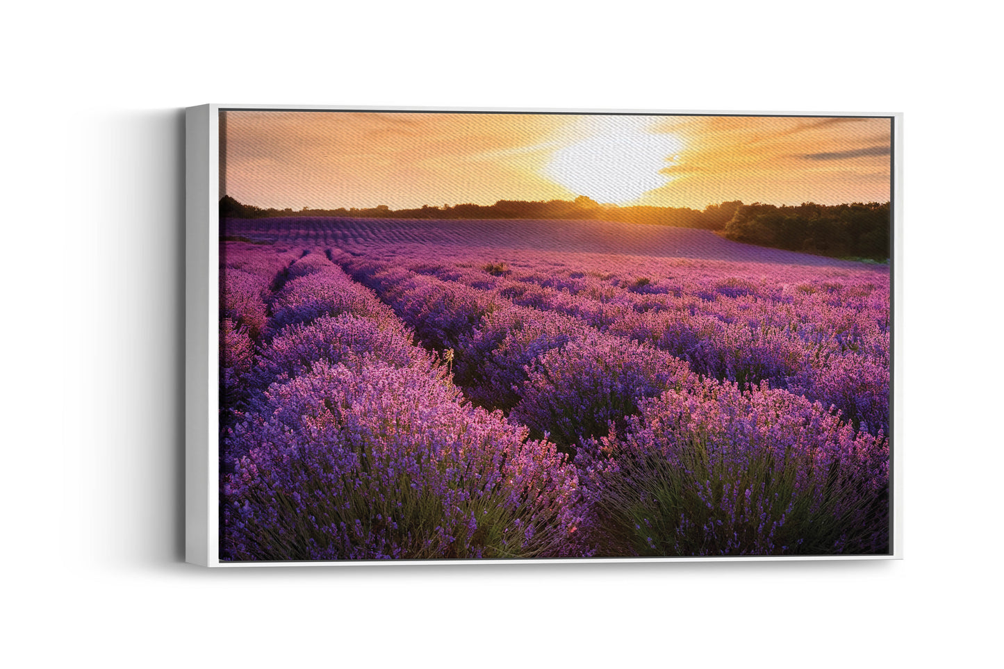 Lavender Dreams – Provence Field Wall Art