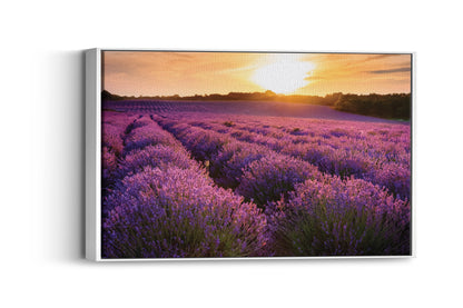 Lavender Dreams – Provence Field Wall Art