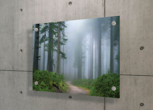 Quiet Path – Misty Woodland Scene