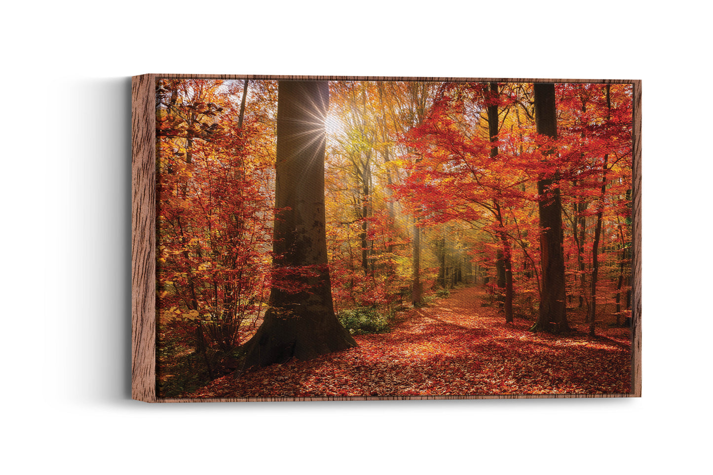 Crimson Fall – Autumn Forest Wall Art