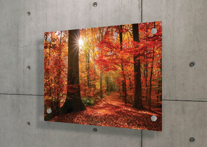 Crimson Fall – Autumn Forest Wall Art