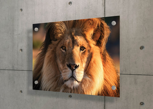 King’s Gaze – Majestic Lion Wall Art