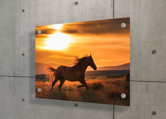 Plains Run – Horse in Motion Wall Art