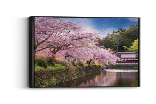 Cherry Blossom Dreams – A Breathtaking Window into Tranquility