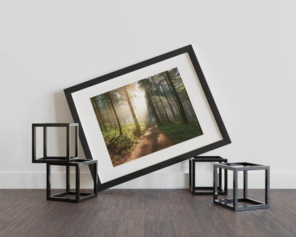 Enchanted Forest