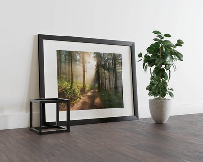 Enchanted Forest