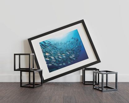 Ocean School Harmony