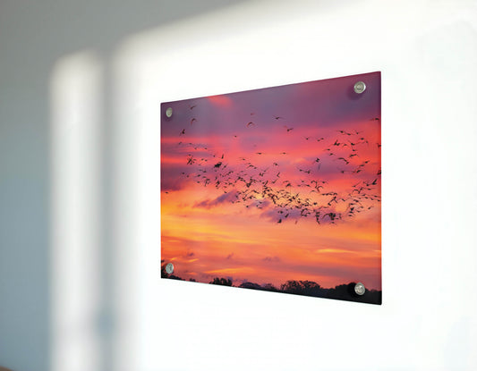 Birds- Sunset Symphony