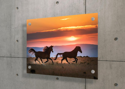 Handsome Horses- Sunset Gallop Symphony