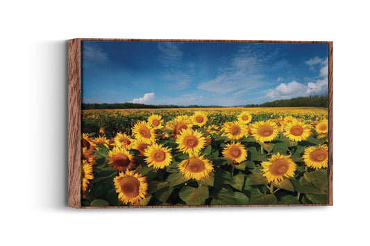 Sunflower Symphony- Fields of Joy