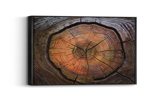 Timber Tales- Nature's Canvas